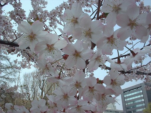 なに？桜か忘れましたぁ〜；