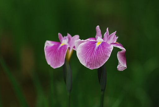 明治神宮菖蒲園にて