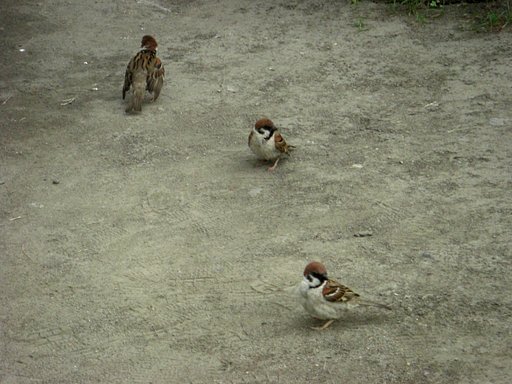 スズメ