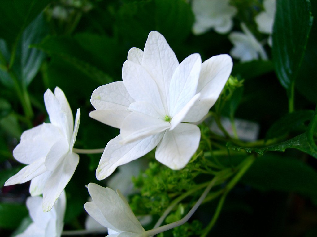 墨田の花火