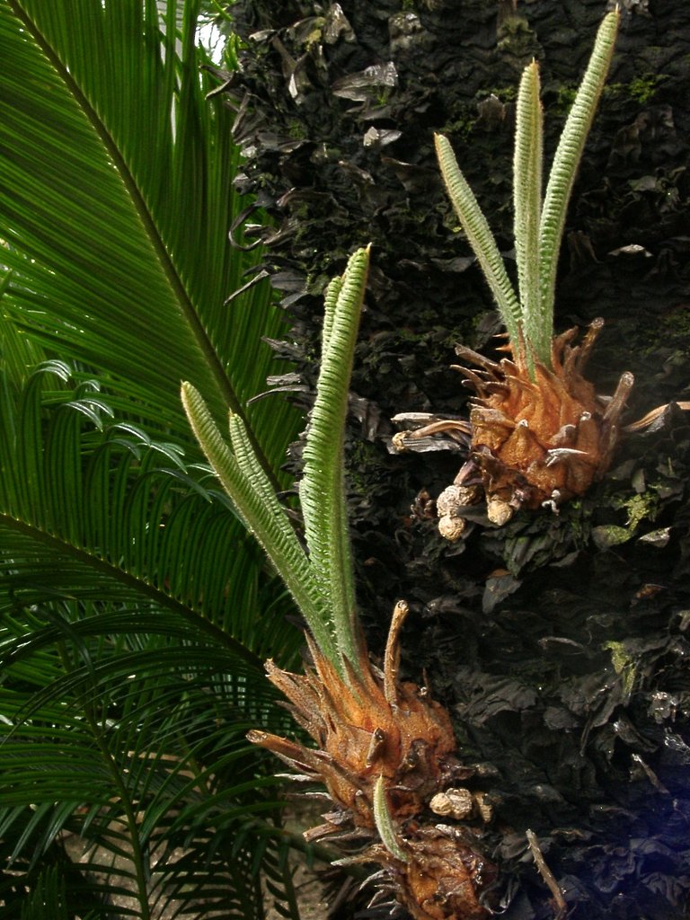 新芽