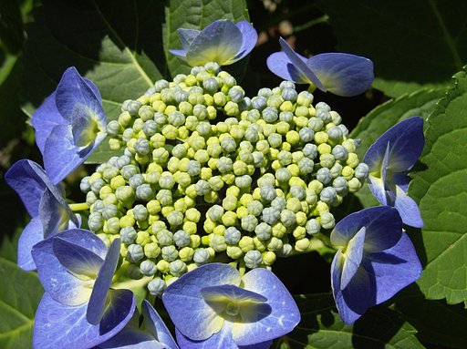 梅雨入り前日の花