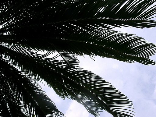 夏近し