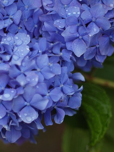 雨の紫陽花