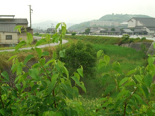 天井川