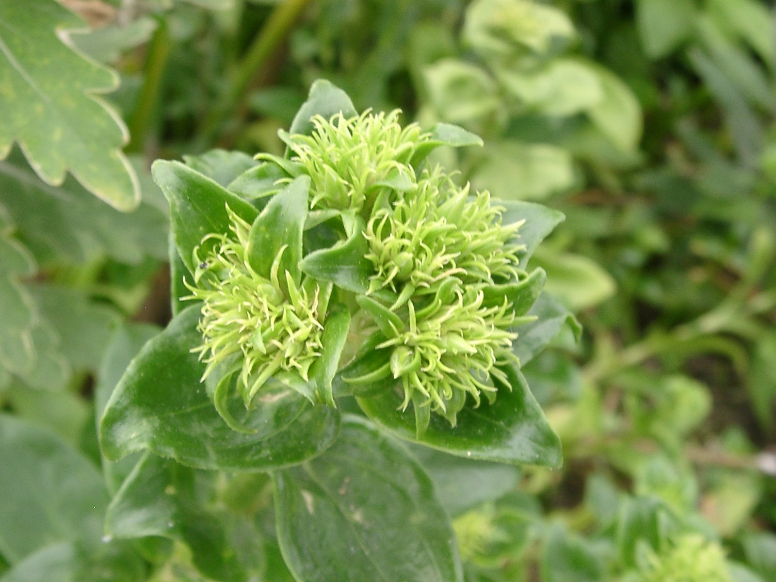何の花(・・?