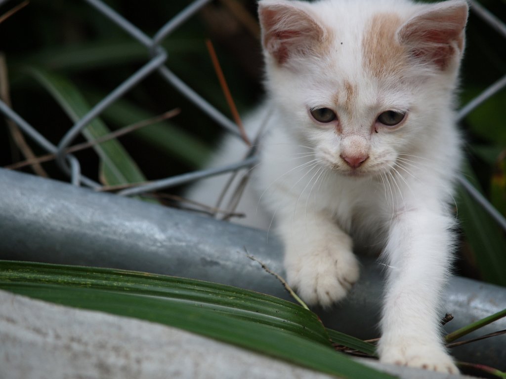子猫