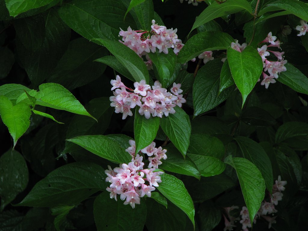山うつぎ