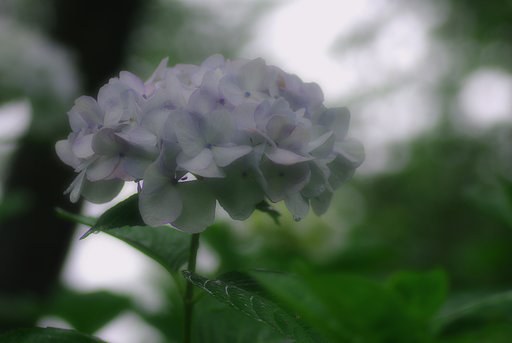 白衣の天使！？