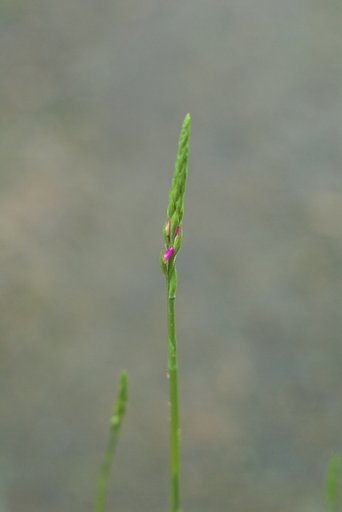プランターのネジバナ