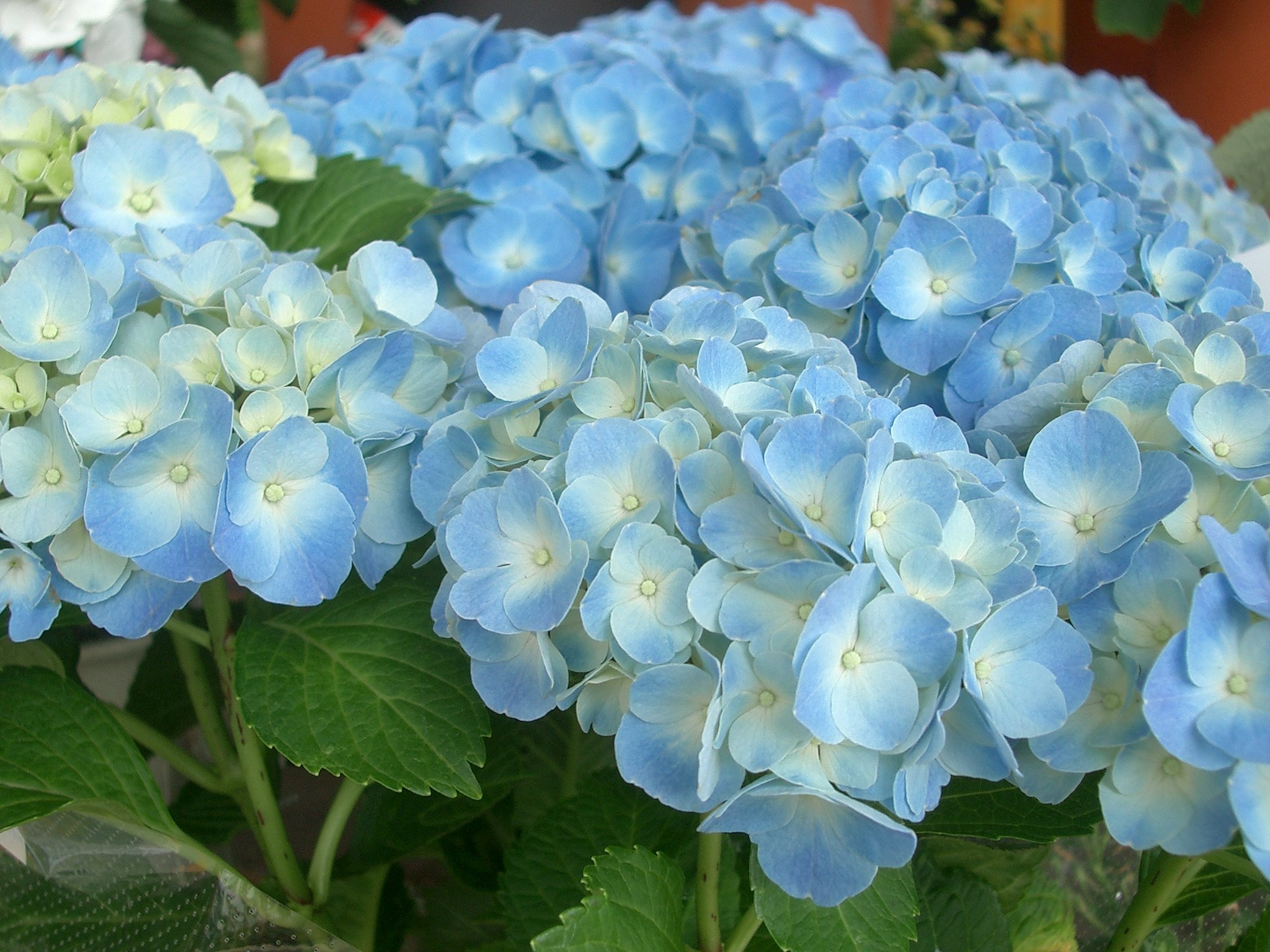 売り場の花-9
