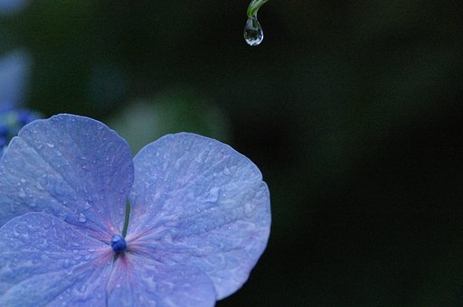 雨と紫陽花