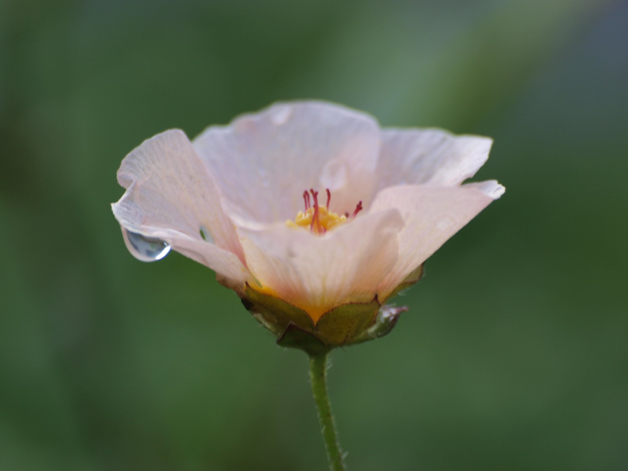 『SILVER』小さな花