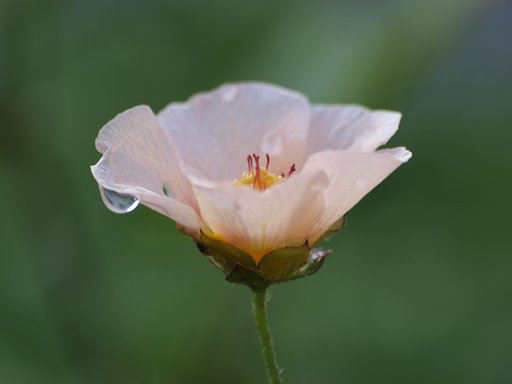『SILVER』小さな花