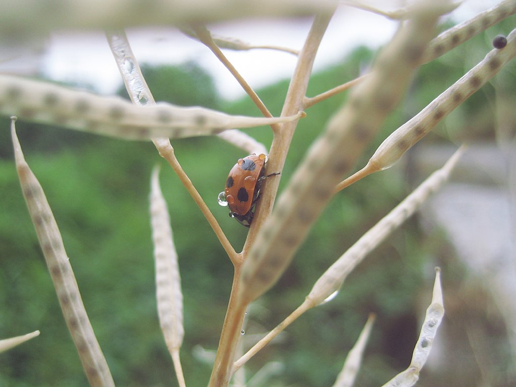 今朝の天雫