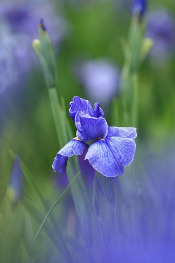 花菖蒲