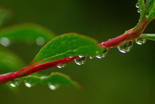 梅雨入り／雨の雫（しずく）の整列①