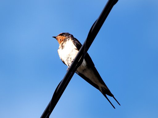 ZD70-300mm＋テレコン