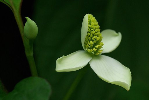 只今開花の途中（ドクダミ）