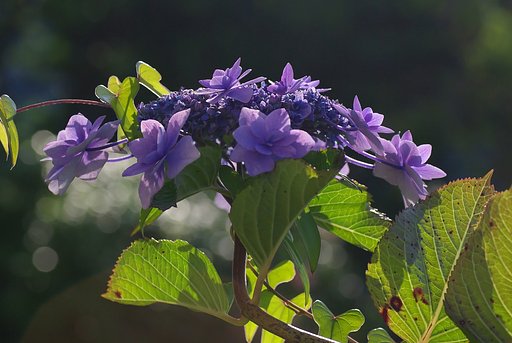 散歩で出会ったアジサイ