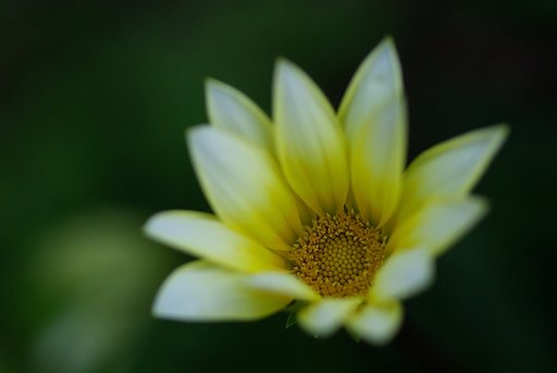 幻想的ガザニア
