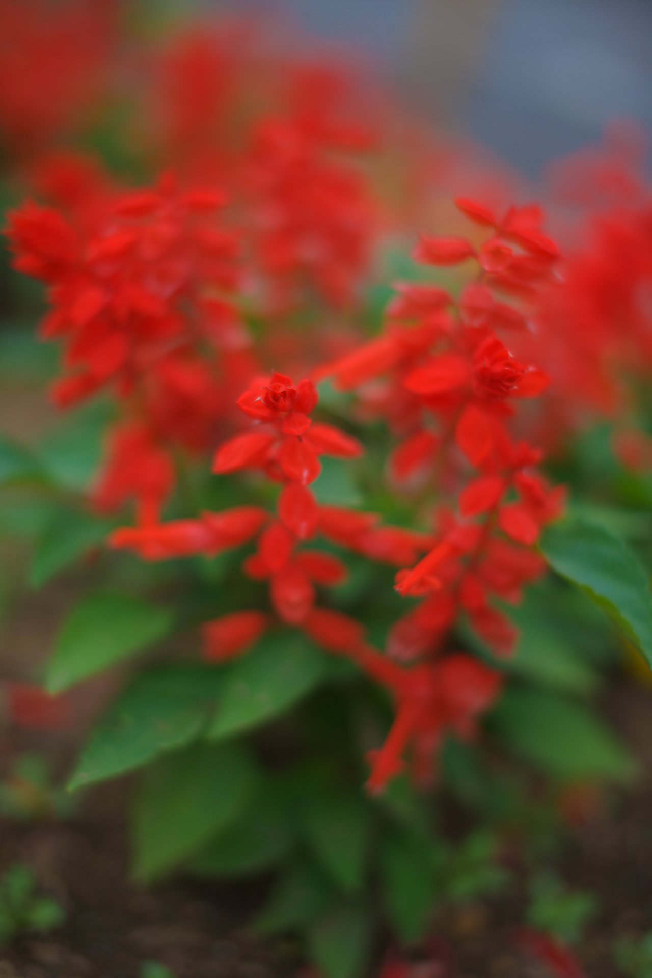 紅い花