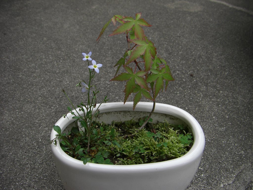 もみじ（盆栽）