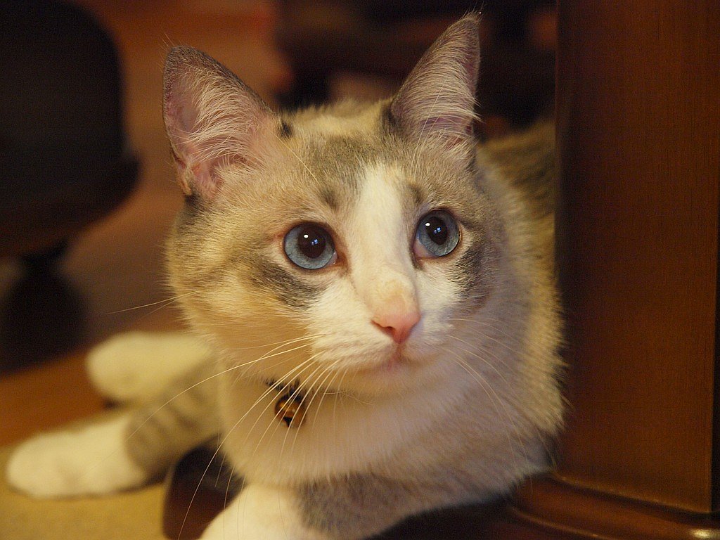雨降りなので猫でも・・・^^;