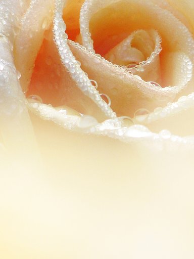 Flower Fantasy Ⅱ
