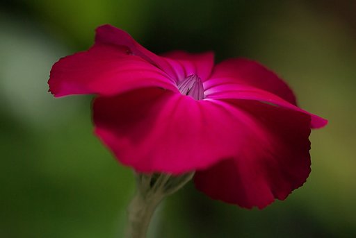 凛としてしとやかに（酔仙翁）