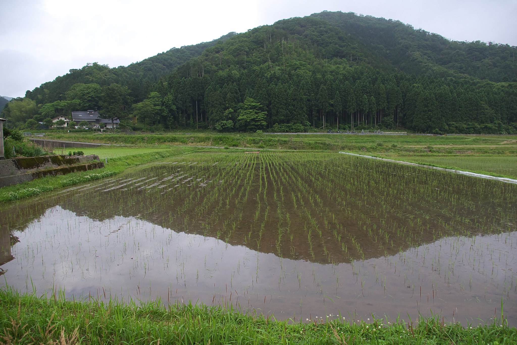 コシヒカリの田んぼその後