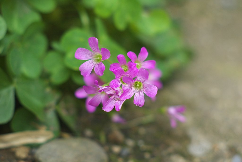 ムラサキカタバミの花のかたまり
