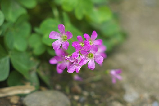 ムラサキカタバミの花のかたまり