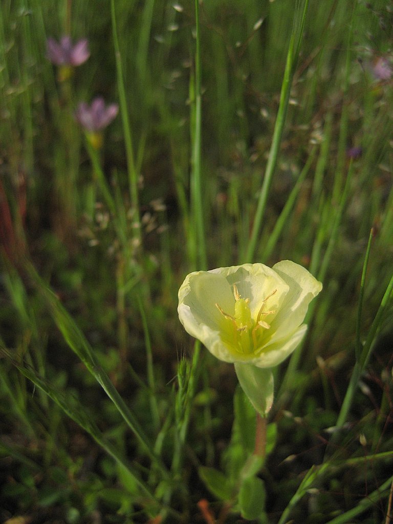野草の宴