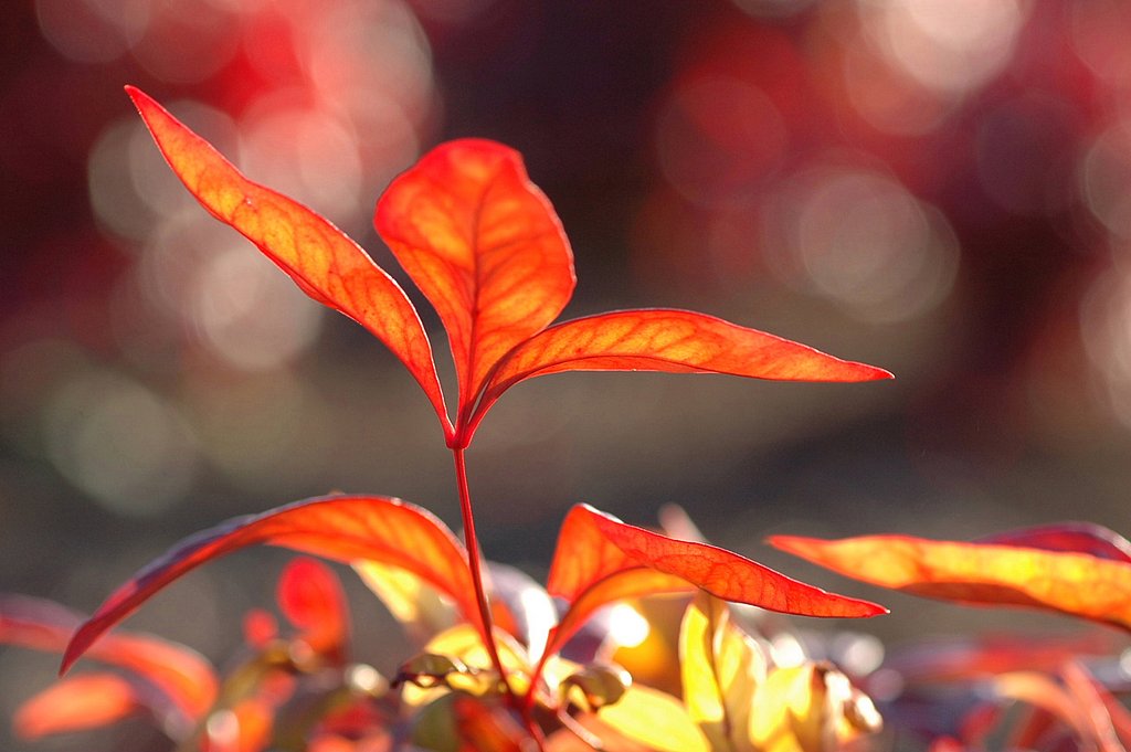 冬の紅葉