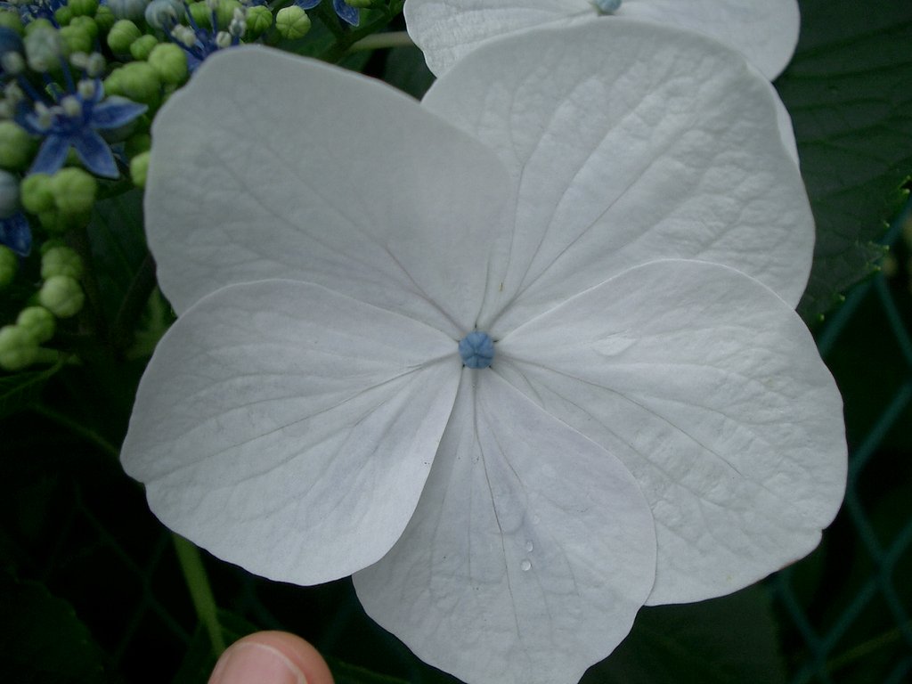 〜これも紫陽花〜