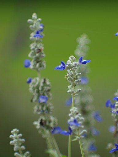 鉢植えのラベンダー^^;
