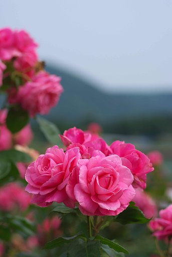 お久しぶりです・・・