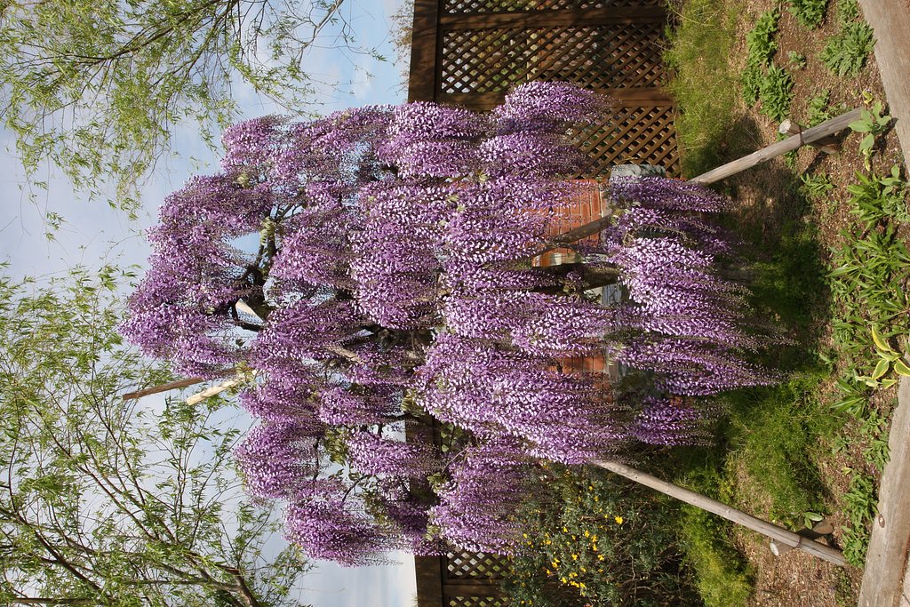 藤の花が綺麗に咲いておりました