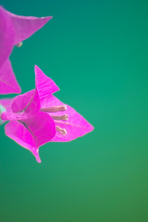 小さな花弁