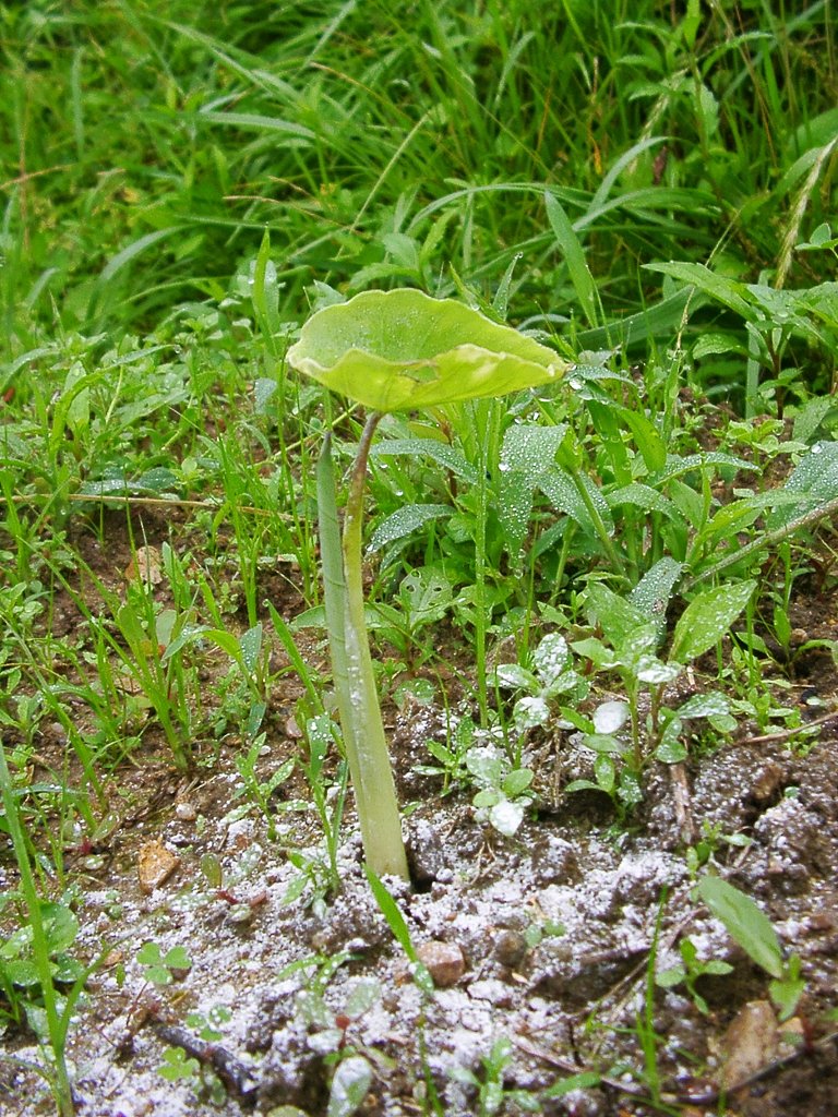 里芋の新芽がのびた