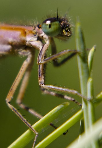a closer look