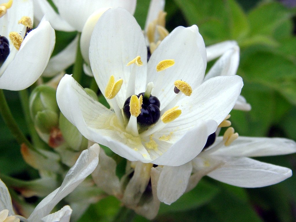 畑の花