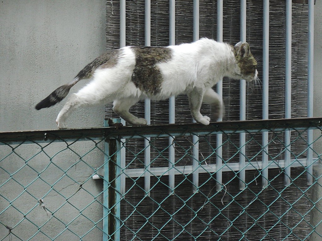 【Silver】専用道路