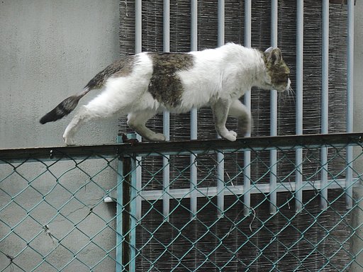 【Silver】専用道路