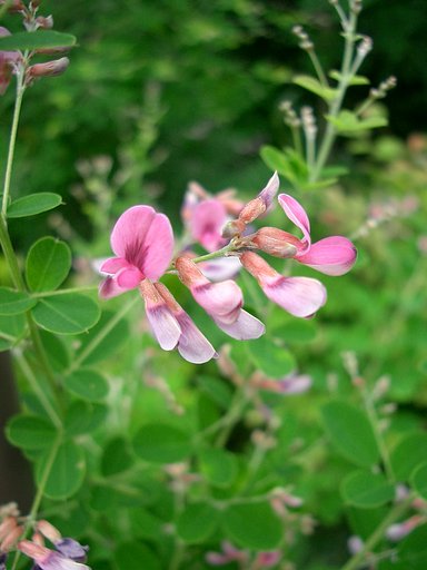 〜萩の花〜