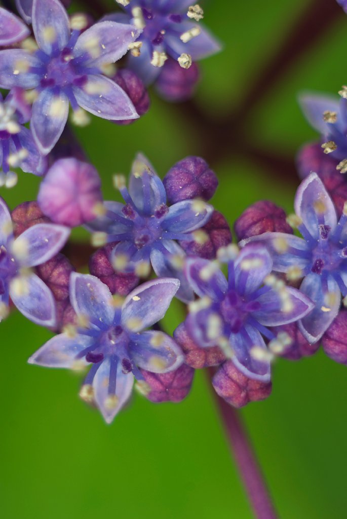 額紫陽花