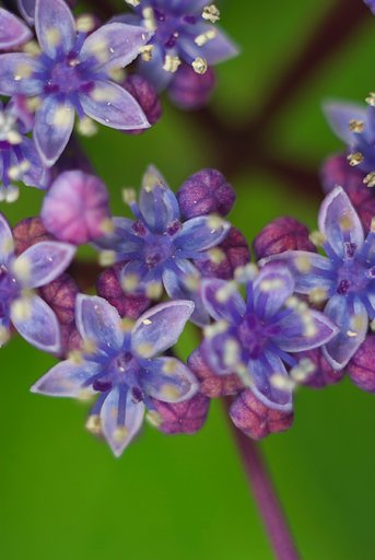 額紫陽花