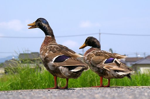 カモカモ２