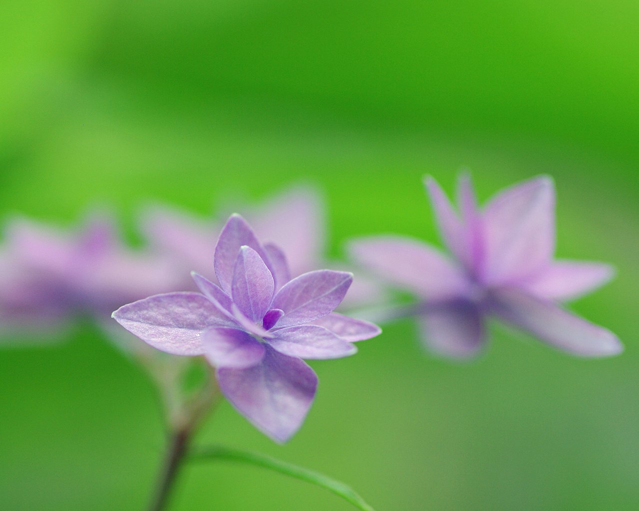 七段花